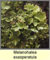 Melanohalea exasperatula