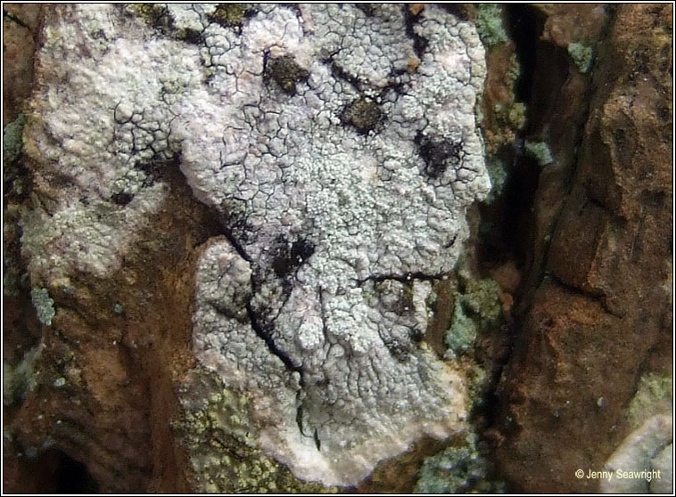 Pertusaria hemisphaerica