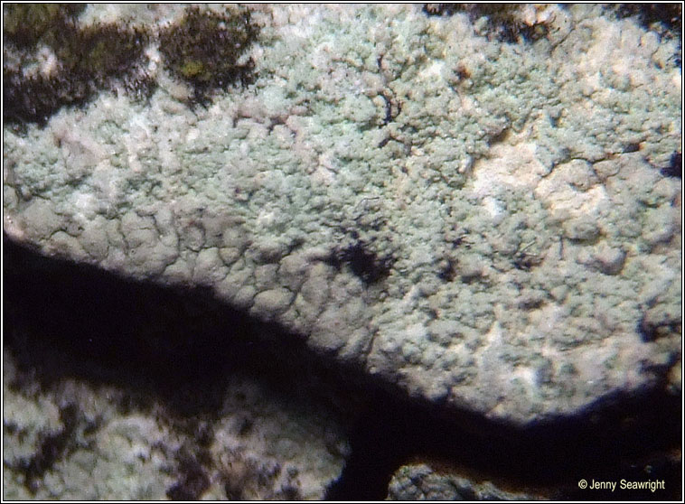 Pertusaria hemisphaerica