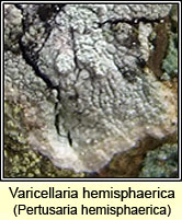 Varicellaria hemisphaerica, Pertusaria hemisphaerica