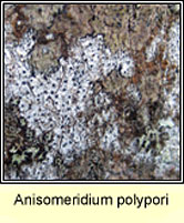 Anisomeridium polypori