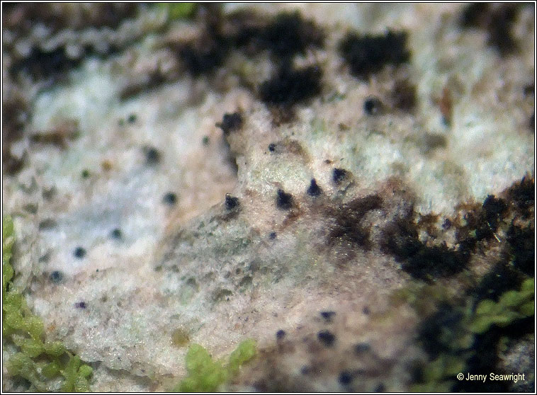 Anisomeridium polypori