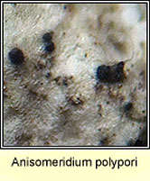 Anisomeridium polypori