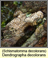 Dendrographa decolorans, Schismatomma decolorans