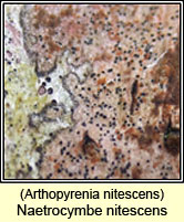 Naetrocymbe nitescens, Arthopyrenia nitescens