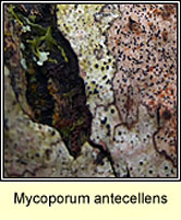 Mycoporum antecellens