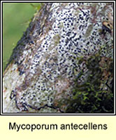 Mycoporum antecellens