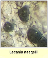 Lecania naegelii