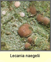 Lecania naegelii