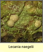 Lecania naegelii