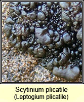 Leptogium plicatile