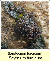 Scytinium turgidum, Leptogium turgidum