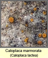 Caloplaca lactea