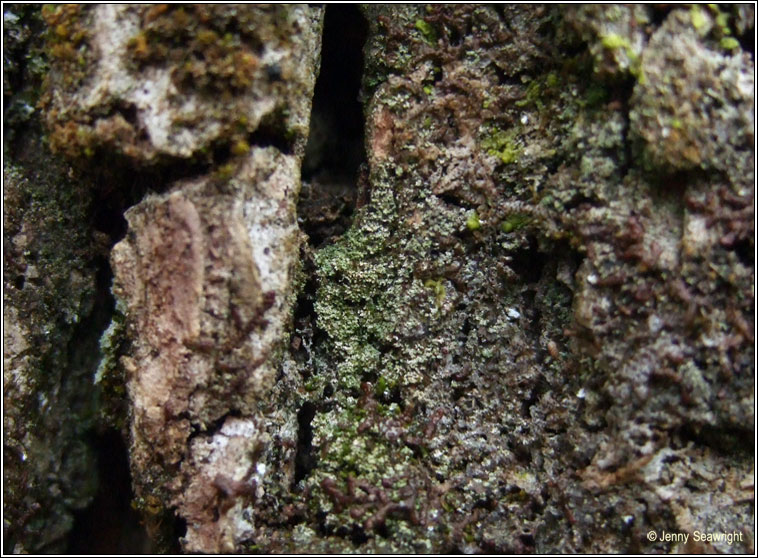 Agonimia tristicula