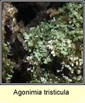 Agonimia tristicula