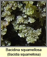 Bacidia squamellosa