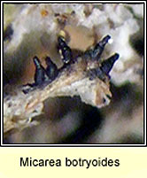 Micarea botryoides