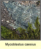 Mycoblastus caesius