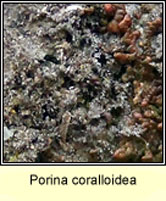 Porina coralloidea