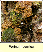 Porina hibernica