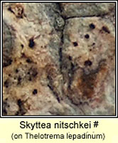 Skyttea nitschkei