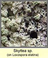 Skyttea sp