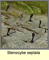 Stenocybe septata