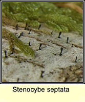 Stenocybe septata