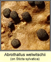Abrothallus welwitschii