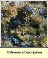 Catinaria atropurpurea