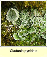 Cladonia pyxidata