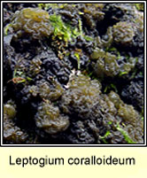 Leptogium coralloideum