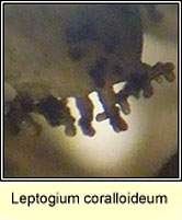 Leptogium coralloideum