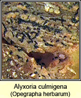 Alyxoria culmigena, Opegrapha herbarum