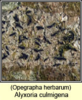 Alyxoria culmigena, Opegrapha herbarum