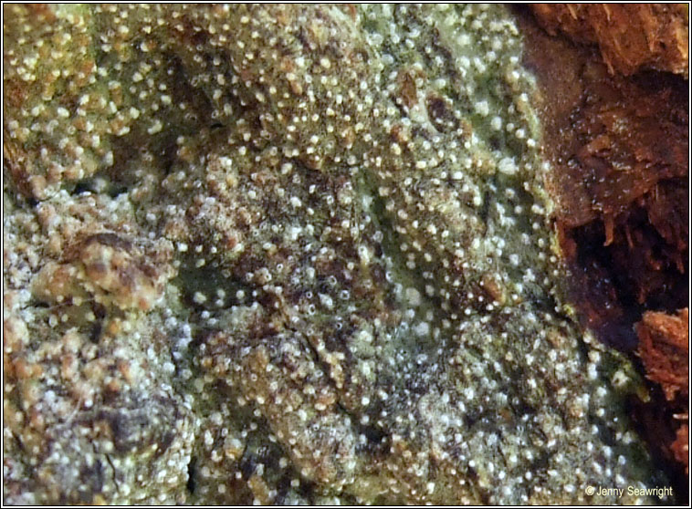 Opegrapha vermicellifera