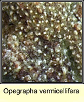 Opegrapha vermicellifera