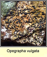 Opegrapha vulgata