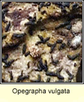 Opegrapha vulgata