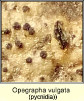 Opegrapha vulgata