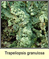 Trapeliopsis granulosa