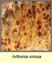 Arthonia vinosa