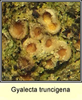 Gyalecta truncigena