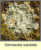 Ochrolechia subviridis