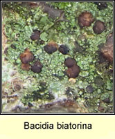 Bacidia biatorina