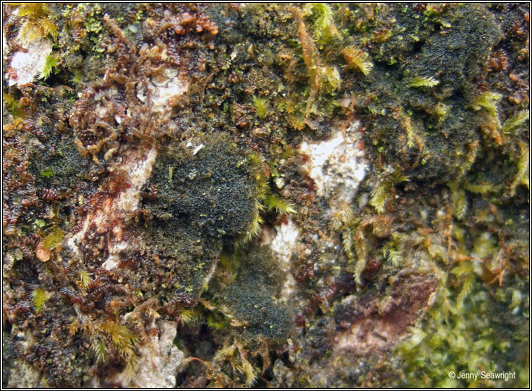 Polychidium dendriscum