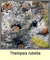 Thelopsis rubella