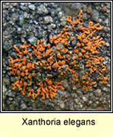 Xanthoria elegans