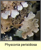 Physconia perisidiosa