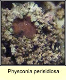 Physconia perisidiosa